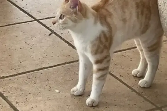 Chat roux clair et blanc disparu à Écouflant - photo