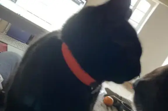 Chat trouvé, jeune, collier rose, Joigny - photo