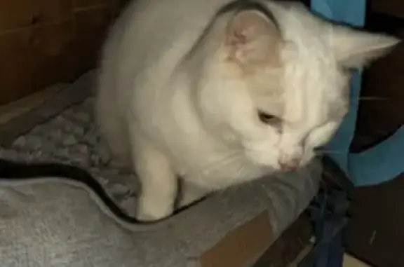 Animaux trouvés , photo: Chat blanc trouvé à La Ferrière-Béchet