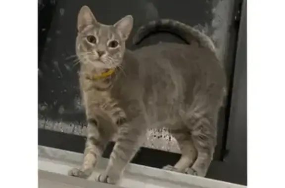 Lost Gray Tabby 'Musa' in Hialeah