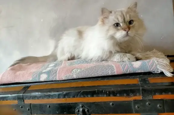 Chat trouvé , photo: Chat trouvé à Saint-Rambert-d'Albon