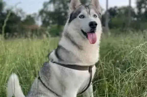 Animaux perdus , photo: Husky 6 ans perdu à Chamboret