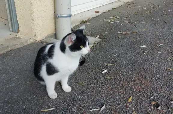 Jeune chatte trouvée, câline et craintive - photo