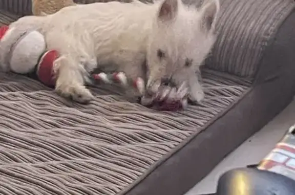 Chien perdu Chanonat, photo : Chiot westie perdu à Chanonat