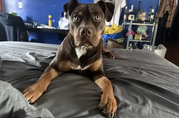 Lost Playful Brown American Bully - Toronto