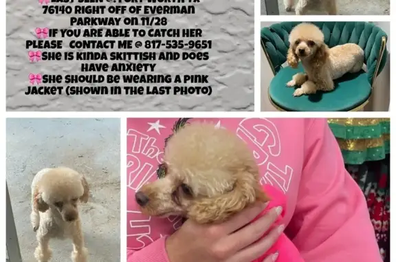 Lost Red Toy Poodle: Help Bring Her Home