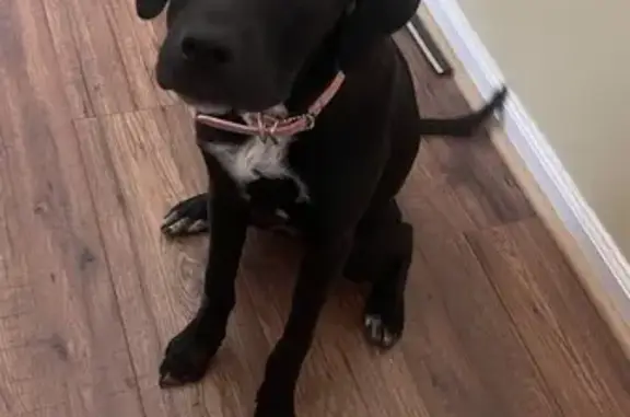 Lost Black Lab in Windridge, Conyers