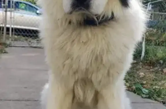 Lost: Fluffy Great Pyrenees in St. Paul