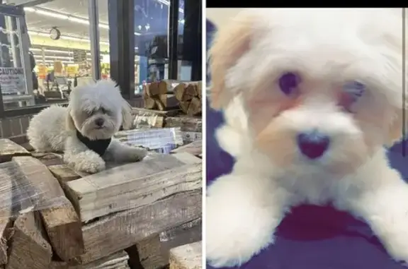 Lost Maltese on Cermak & 3rd Ave