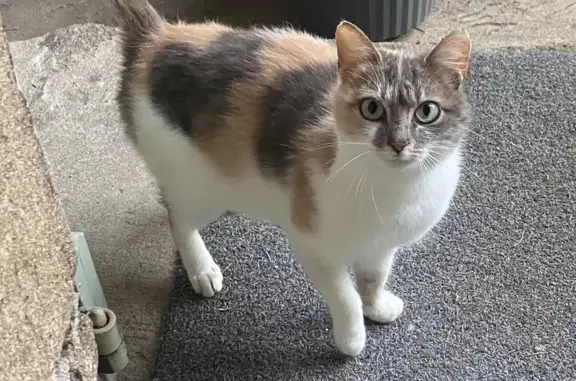 Animaux trouvés , photo: Chat trouvé à Arlebosc, très craintif
