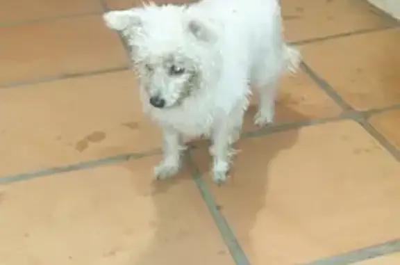 Perro Blanco Encontrado en Calle 5B, San Pedro