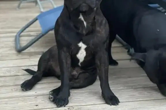 Animaux perdus , photo: Staffy noir perdu à Laneuveville-en-Saulnois