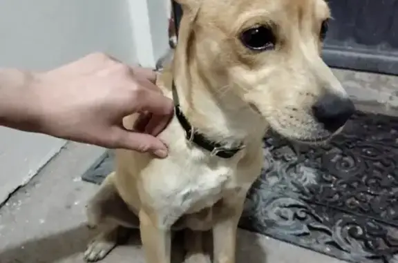 ¡Cachorro Amarillo Encontrado en Los Mochis!