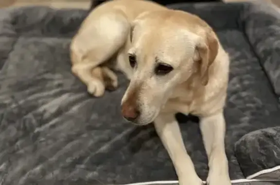 Chien perdu Hagetmau, photo : Labrador femelle disparue à Hagetmau