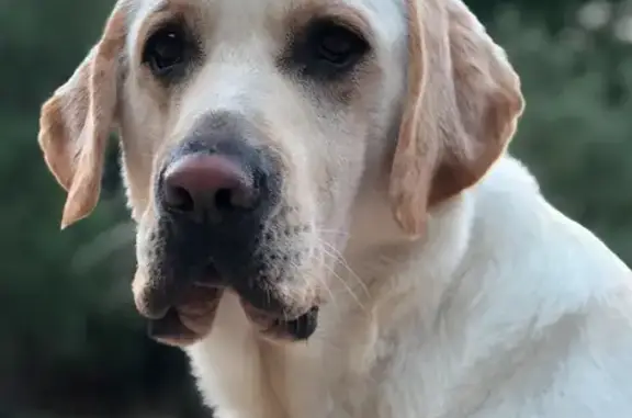 Labrador perdu à Val de Cuech - photo