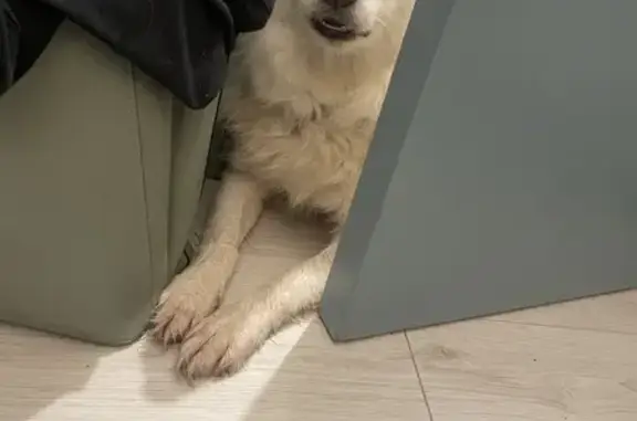 Chien trouvé , photo: Petit chien blanc câlin trouvé à Vannes