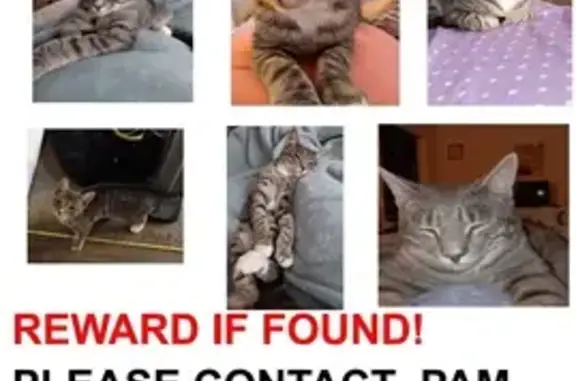 Lost Cat: Gray & White Striped Male