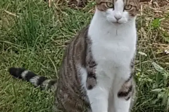 Chat perdu, , photo: Chat européen mâle perdu à Limoges