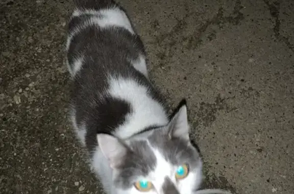 Chat trouvé à Villette-de-Vienne - photo