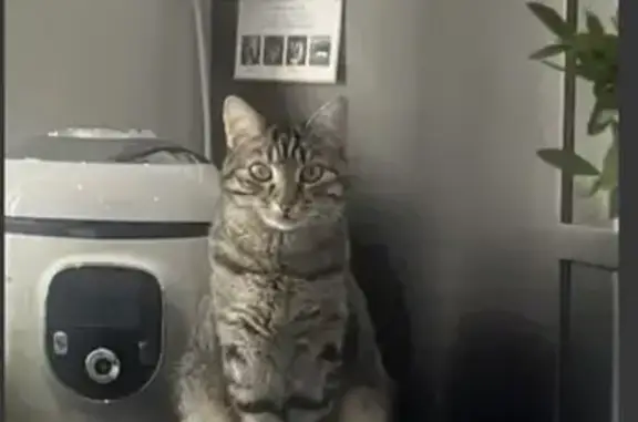 Animaux perdus , photo: Chat perdu à Plan-de-Cuques : Aidez-nous !