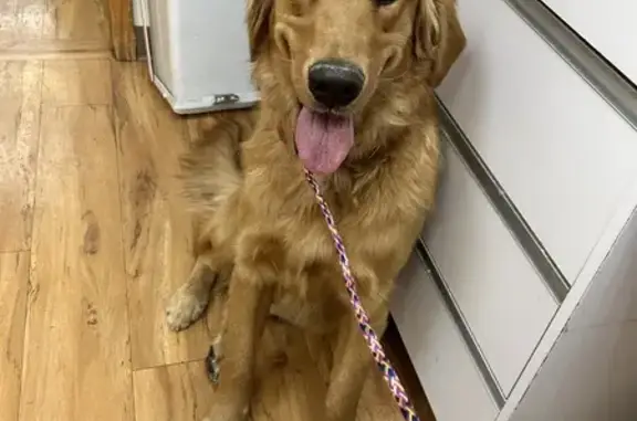 Friendly Golden Retriever Found in Ellisville