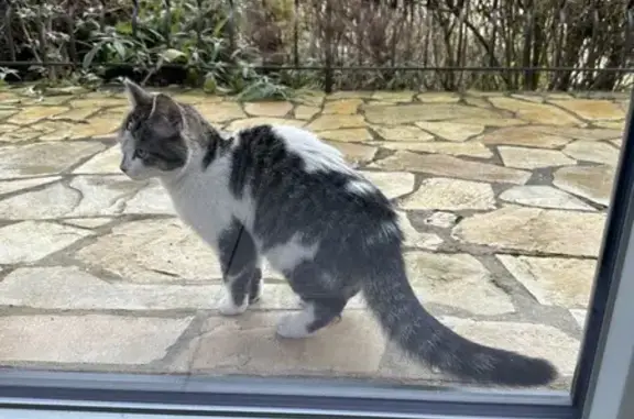 Chatte trouvée, Rue de la Sapinière, Knutange - photo