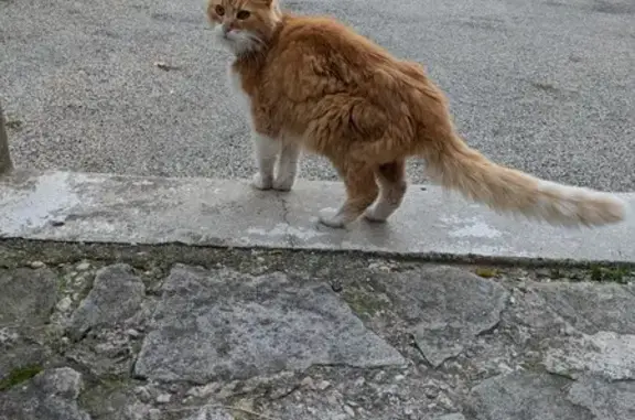 Chat trouvé Bédoin, photo: Chat trouvé rue Emile Martin, Bédoin