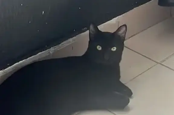 ¡Gato Negro Perdido en Zapopan! Ayuda