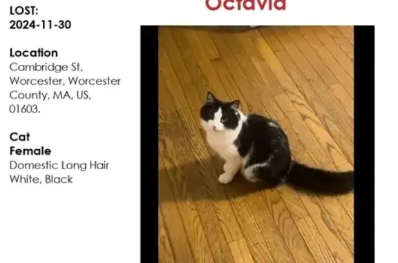 Missing Cat: Purple Collar, Worcester