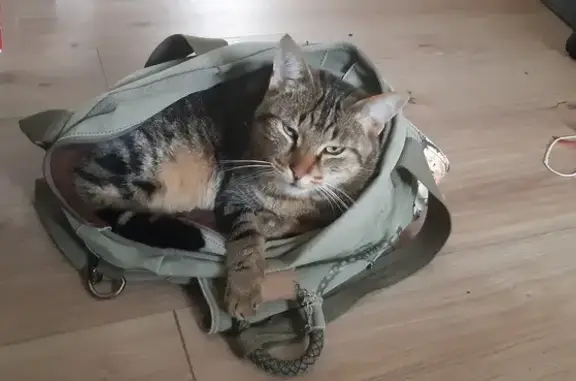 Chat perdu, Manthelan, photo: Chat tigré disparu à Manthelan