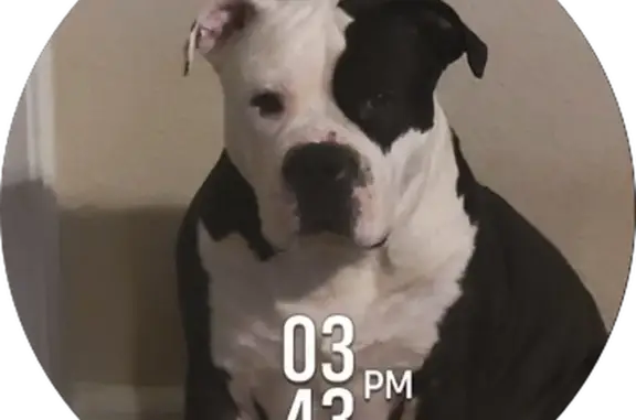 Lost XL American Bully on Applewood Dr