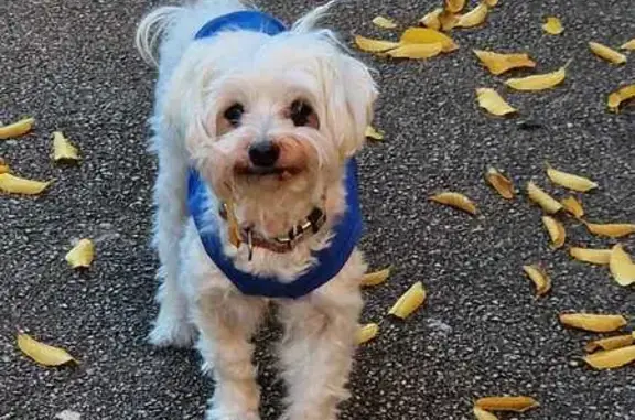 Bichon Marcel perdu, pull bleu, Aubagne - photo