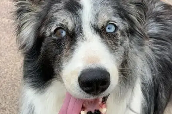 Chien perdu Montesquieu-Volvestre, photo : Chien perdu : Border Collie âgée 14 ans