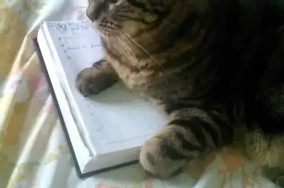 Chatte grise 12 ans perdue à Migennes - photo