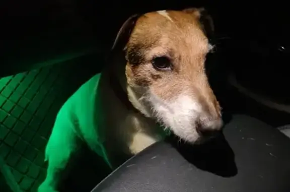 Chien trouvé La Rochelle, photo: Jack Russell mâle trouvé, collier rose SPA
