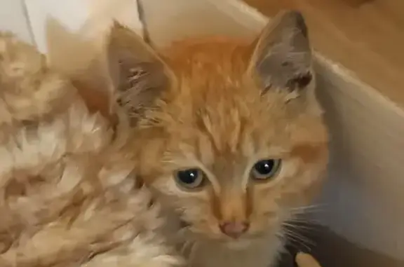 Chat trouvé, Impasse des Berges, Bouliac - photo