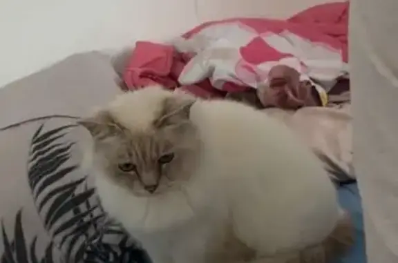 Chat perdu à Somain : Loulou, 7 ans - photo