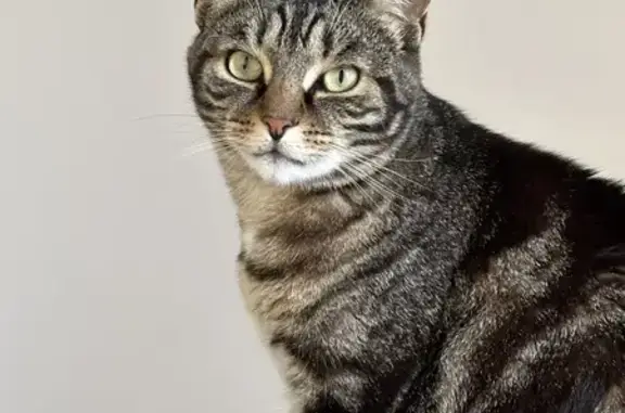 Chat tigré 5 ans disparu à Romagnat - photo