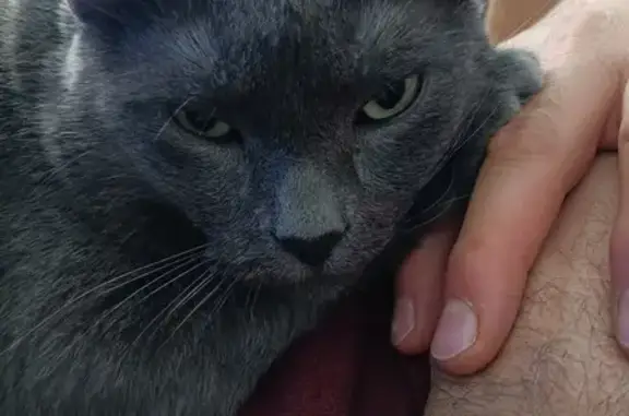 Animaux perdus Pechbonnieu, photo: Chat gris chartreux perdu à Pechbonnieu