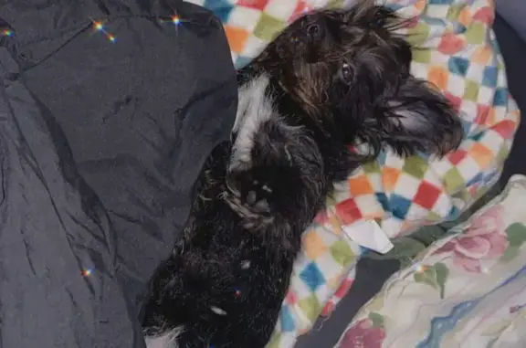 Help Find Onyx: Lost Dog in Columbus