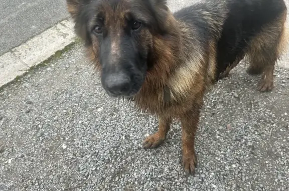 Chien trouvé , photo: Berger allemand trouvé Rue du Moulinet