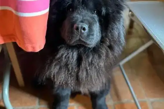 Chow chow noir perdu à Viry - photo
