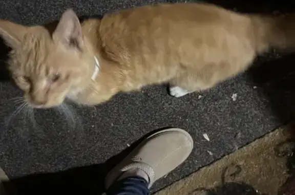 Friendly Yellow Cat Found on Old Xenia Rd