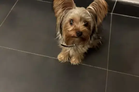 Chien trouvé Amiens, photo: Yorkshire femelle trouvée à Amiens