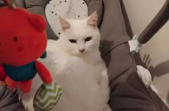Chat perdu, La Chapelle-sur-Erdre, photo: Chat peureux perdu, Rue Maisonneuve 38