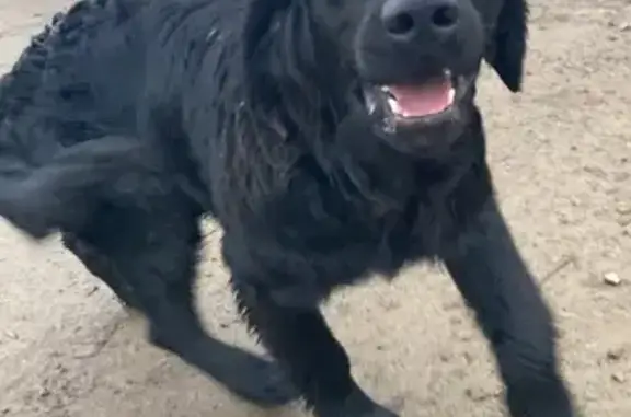 Chien trouvé , photo: Jeune Golden trouvé à Vieux-Vy-sur-Couesnon