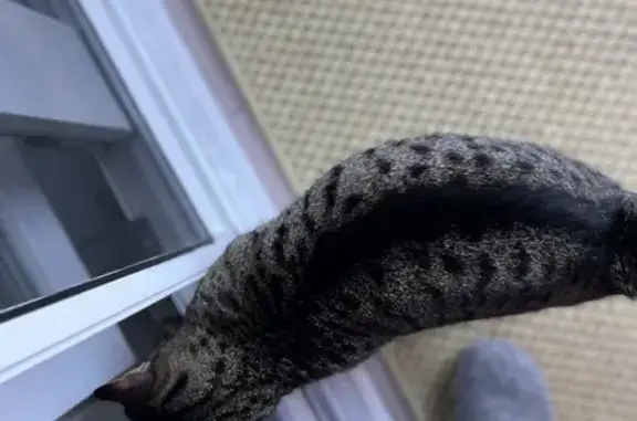 Chat tigré affectueux trouvé à Hangenbieten - photo