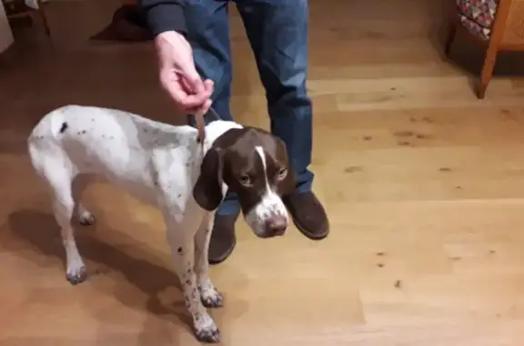 Jeune chienne trouvée, allée de la Côté Fleurie - photo