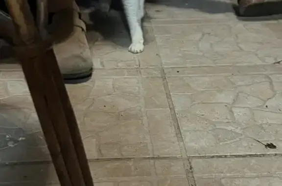 Chatte rousse apprivoisée retrouvée à Meilhan - photo
