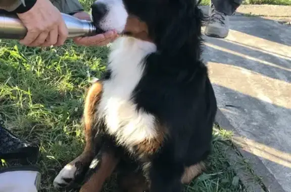 Chien trouvé , photo: Chien trouvé en randonnée près de Saza
